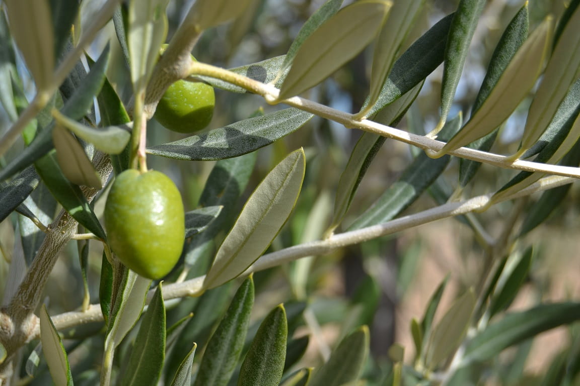Research Consortium Created to Obtain Nutraceuticals from Olive Extracts to Slow Ageing