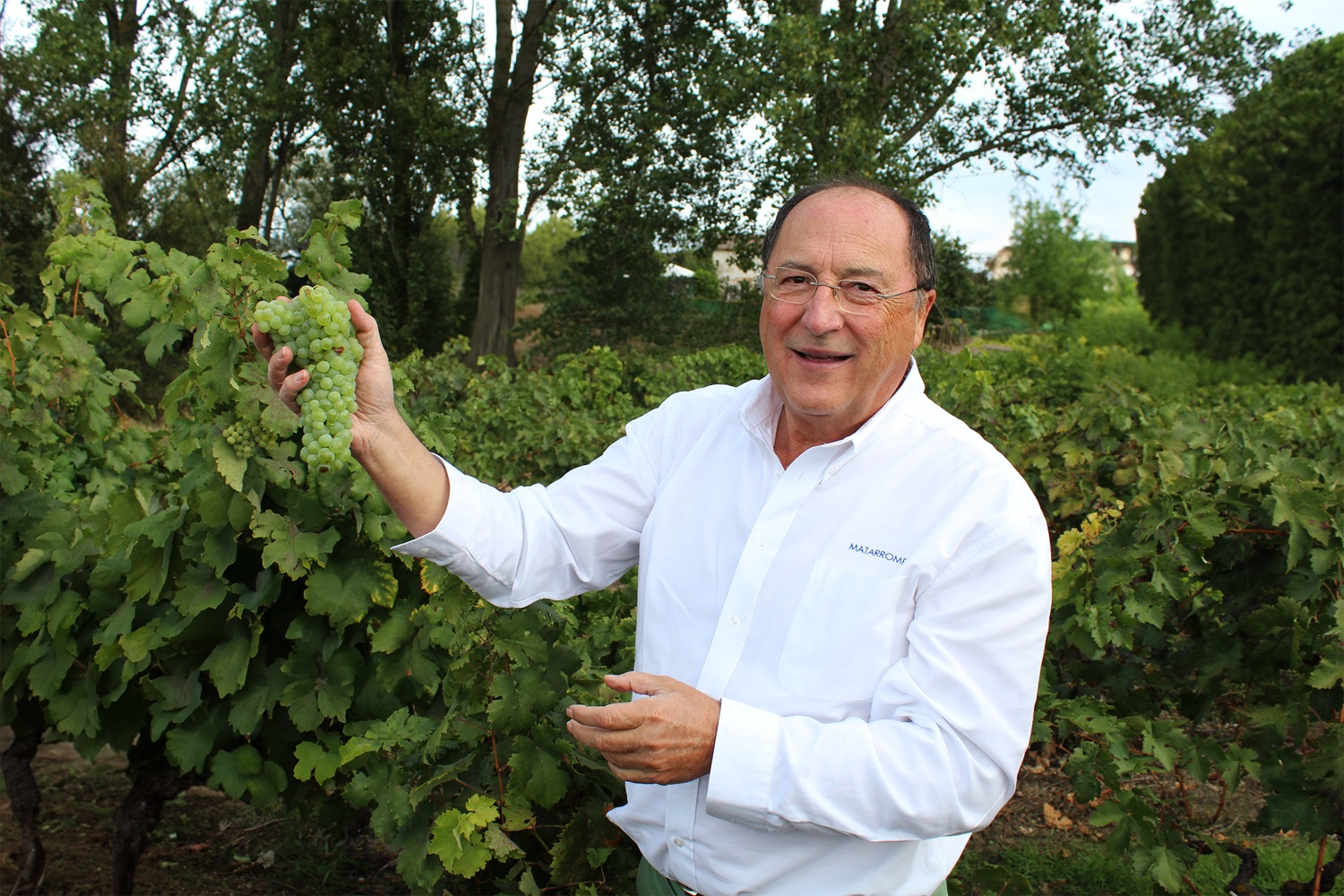 Bodegas Familiares Matarromera inicia la vendimia 2024 para sus 11 bodegas, en 7 Denominaciones de Origen