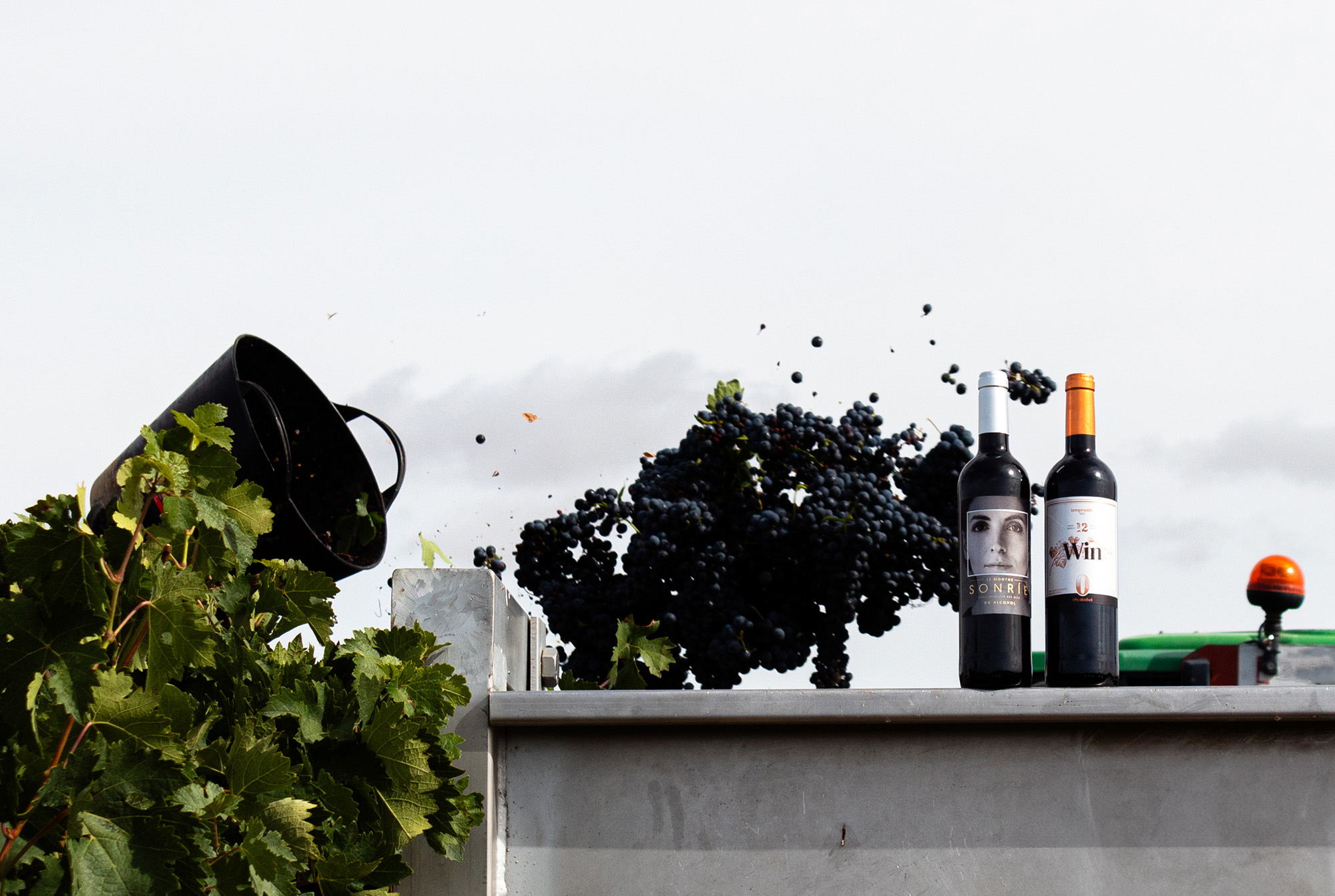 Bodegas Familiares Matarromera inicia la vendimia 2025 en Ribera del Duero